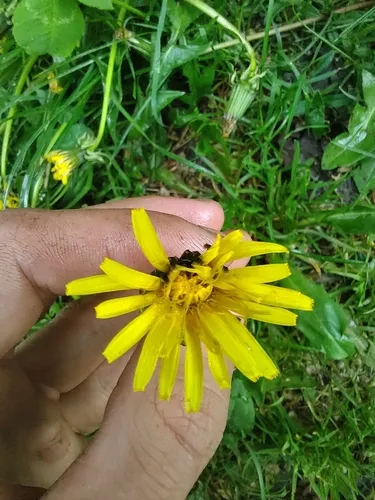 Taraxacum hollandicum