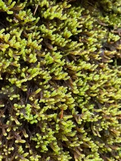 Curveleaf Hypnum Moss thumbnail 2