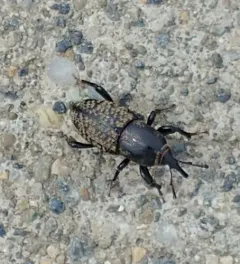 Rocky Mountain Billbug thumbnail 2