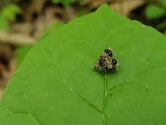 Peacock Brenthia Moth thumbnail 2