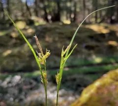 Ross's sedge thumbnail 2