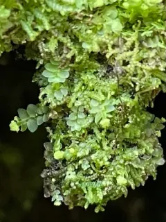 Nees' Pouchwort thumbnail 2