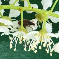 Brown Leaf Weevil thumbnail 4