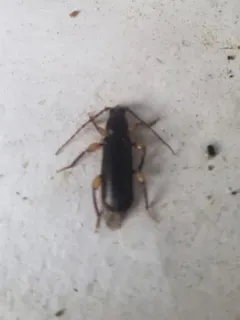 Phymatodes aereus thumbnail 4
