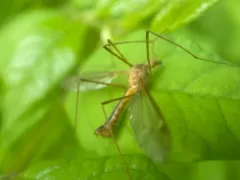 Tipula bicornis thumbnail 2