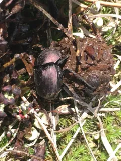 Coppery Dung Beetle thumbnail 2