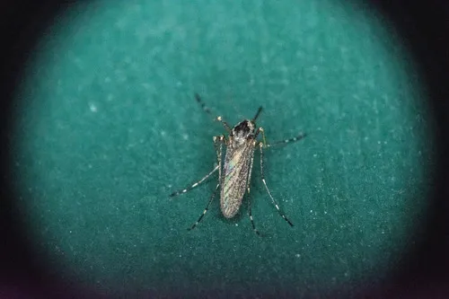 Grossbeck's Speckled Mosquito