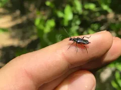 Pseudostrangalia cruentata thumbnail 3