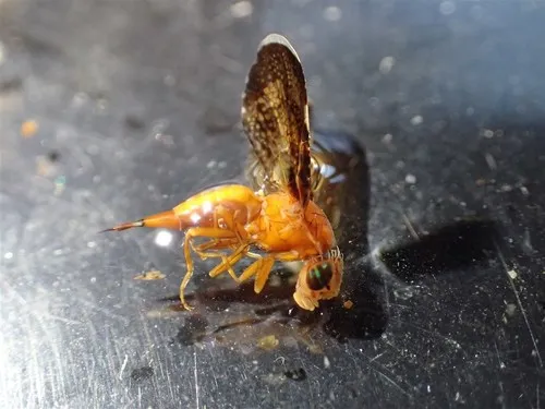 Eutreta hespera