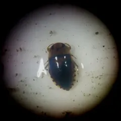 Pelocoris femoratus thumbnail 2