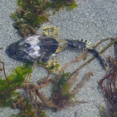 Great Sculpin thumbnail 1