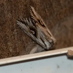 Gray Half-Spot thumbnail 4