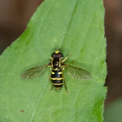 American Harlequin thumbnail 2