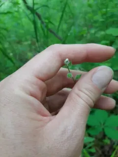 large-seeded forget-me-not thumbnail 1
