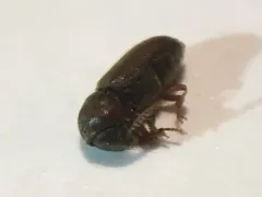 Ptilinus ruficornis thumbnail 2