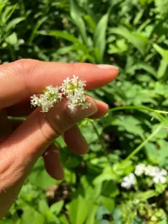 northern corn salad thumbnail 2