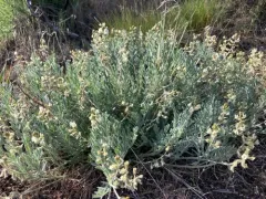 Lyall's Milkvetch thumbnail 2