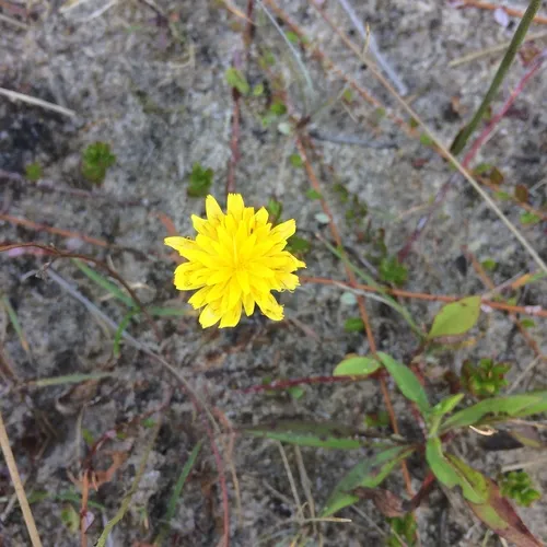 Autumn Hawkbit