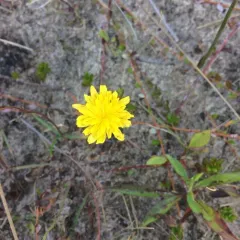 Autumn Hawkbit thumbnail 1