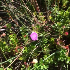 Nova Scotia False Foxglove thumbnail 2
