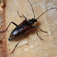 Acmaeops proteus thumbnail 2