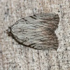 Three-lined Balsa Moth thumbnail 2