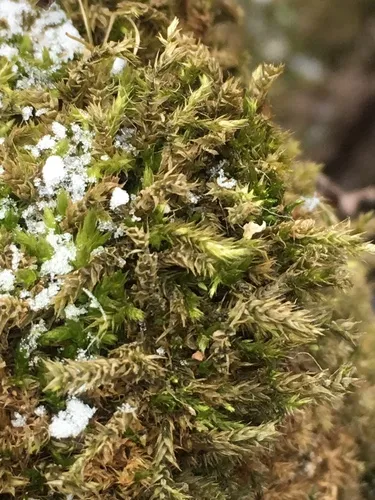 Sematophyllum adnatum
