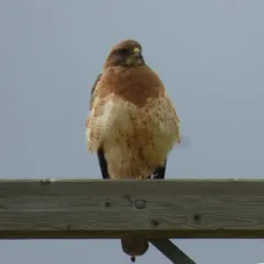 Swainson's Hawk thumbnail 2
