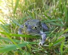 Plains Spadefoot thumbnail 3