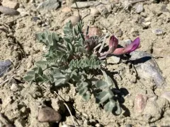 Cicada Milkvetch thumbnail 2