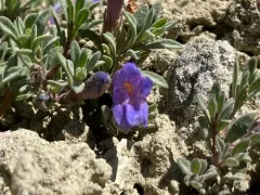 mat penstemon thumbnail 4