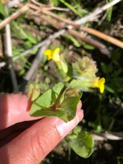 Field Monkey-flower thumbnail 4