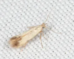 Coptotriche purinosella thumbnail 3