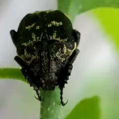 Valgus hemipterus thumbnail 3