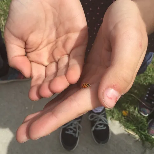 Thirteen-spotted Lady Beetle