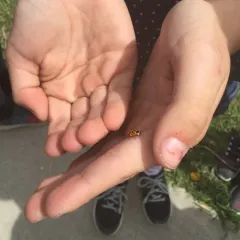 Thirteen-spotted Lady Beetle thumbnail 1