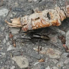 Spinyrib Wolf Spider thumbnail 3