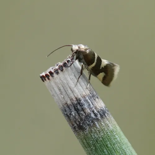 Lampronia russatella