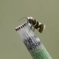Lampronia russatella thumbnail 1