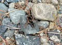 Treacherous Swamp Fly thumbnail 2