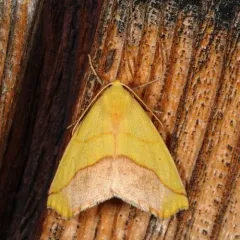 Sharp-lined Yellow thumbnail 4