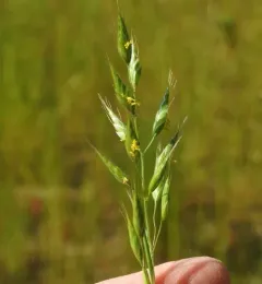 common soft brome thumbnail 4