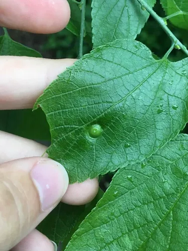 Hackberry Disc Gall Psyllid