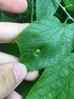 Hackberry Disc Gall Psyllid thumbnail 1