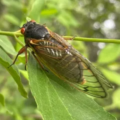 Pharaoh Cicada thumbnail 2
