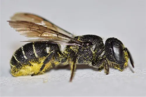 Leavitt's Armored-Resin bee