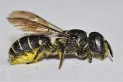 Leavitt's Armored-Resin bee thumbnail 1