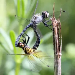 Elfin Skimmer thumbnail 2