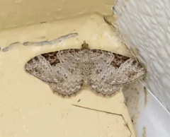 Xanthorhoe pontiaria thumbnail 1