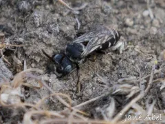 American Cellophane-cuckoo Bee thumbnail 2